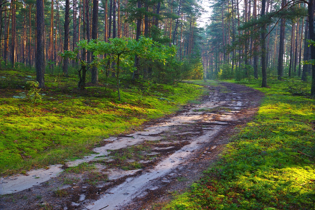 forest  forest road  tree free photo