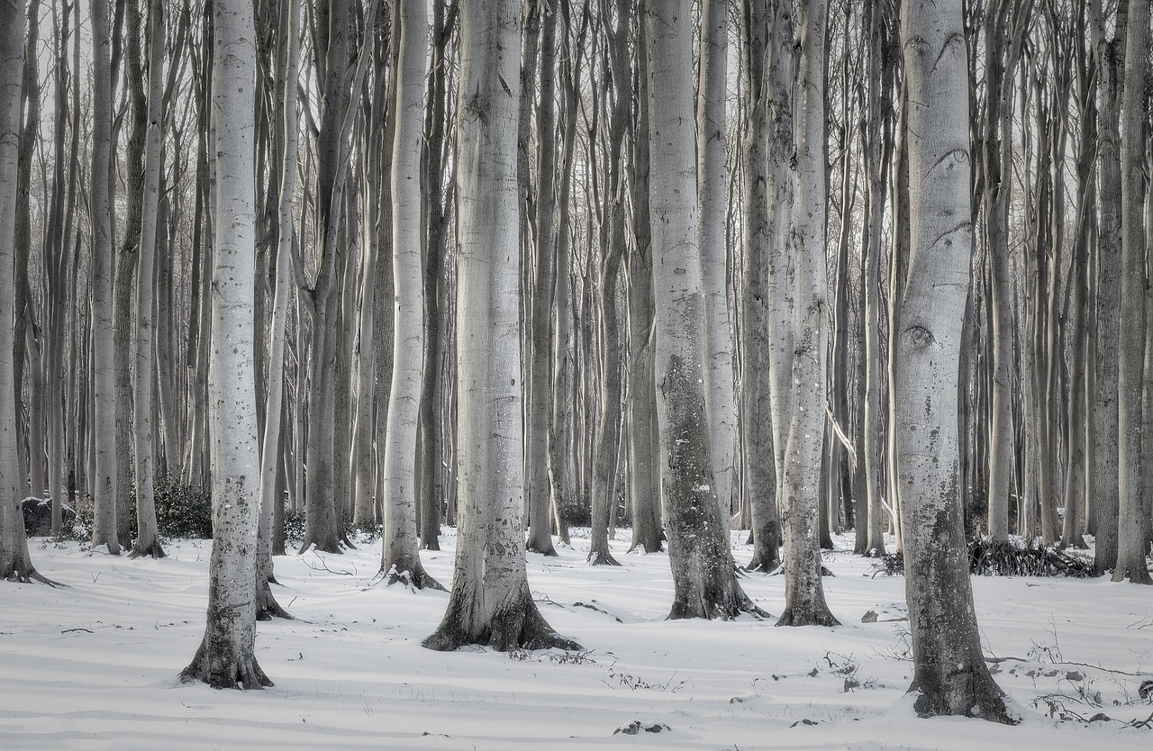 forest  winter  nature free photo