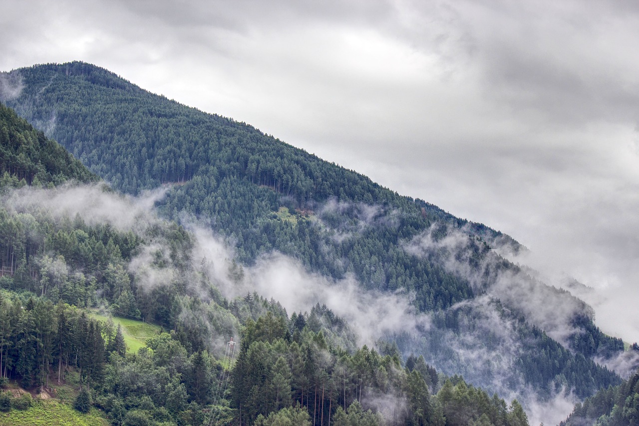 forest  fog  mountain free photo