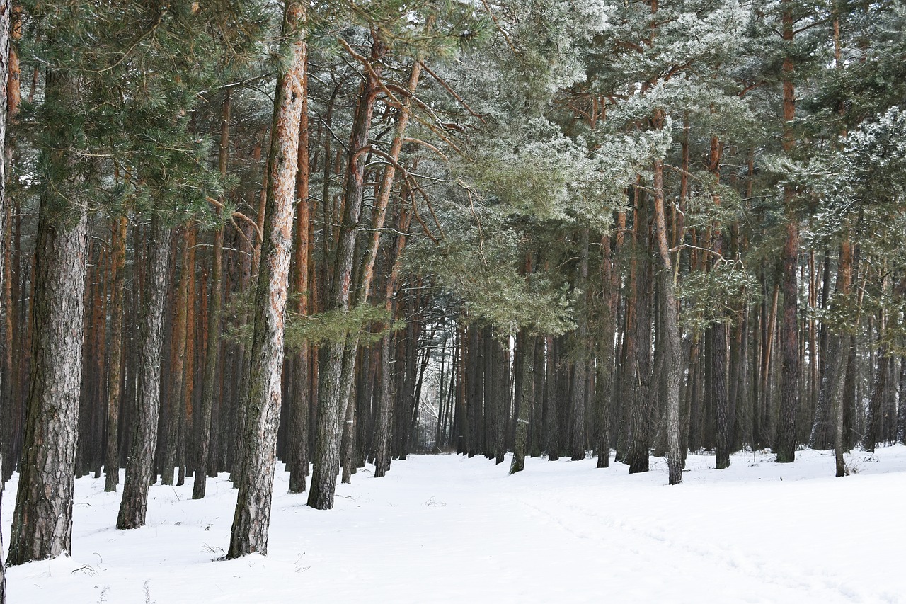 forest  winter  pine forest free photo
