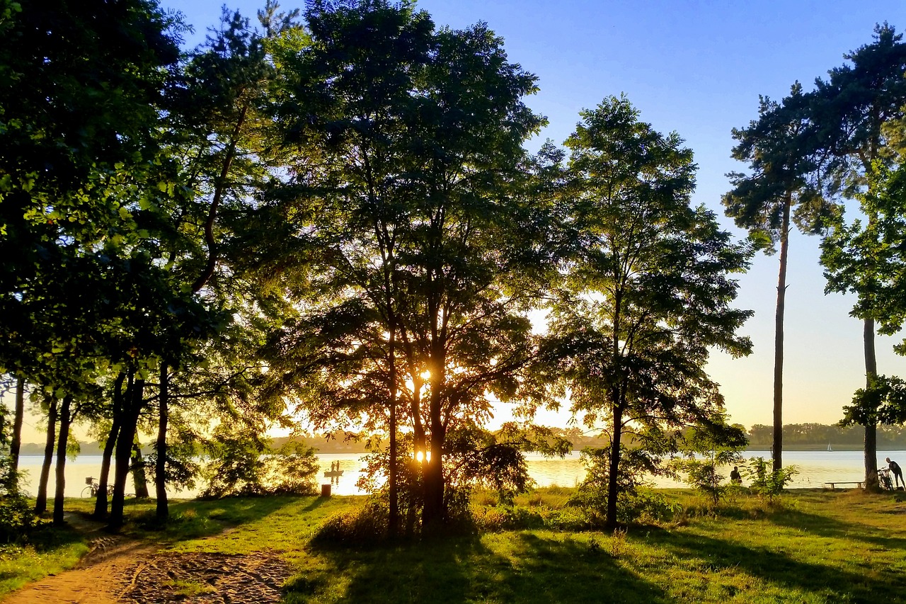 forest  summer  nature free photo