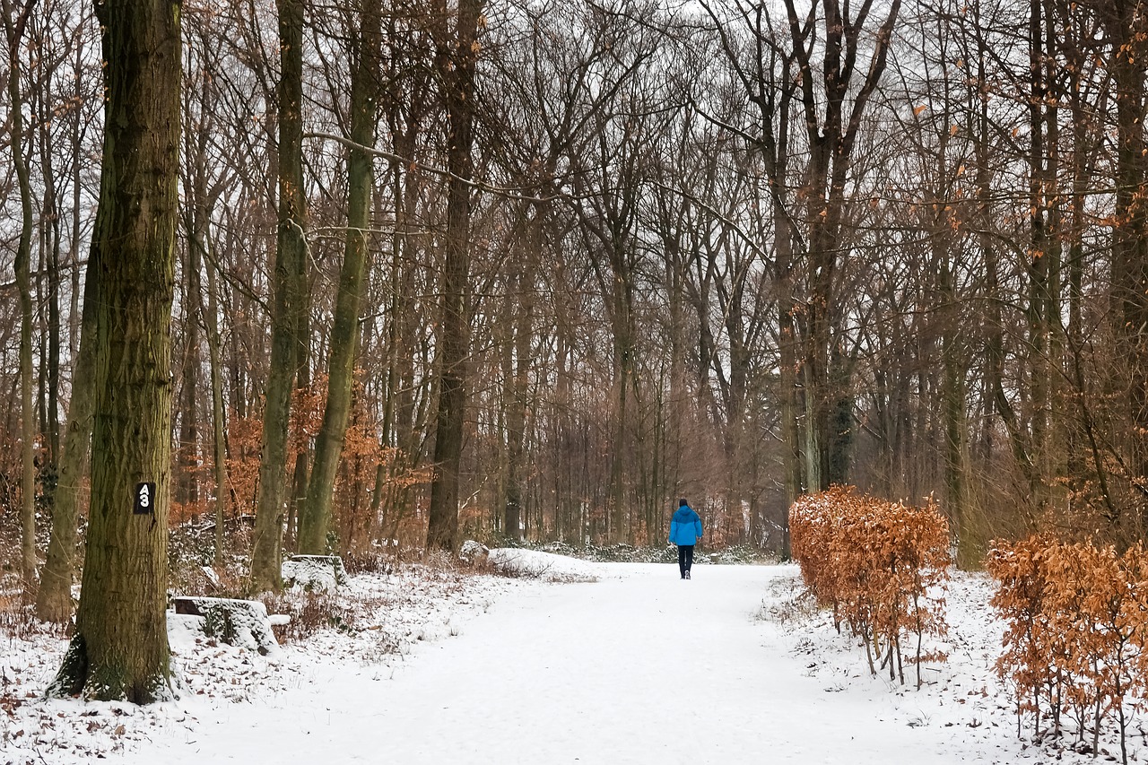 forest  winter  nature free photo