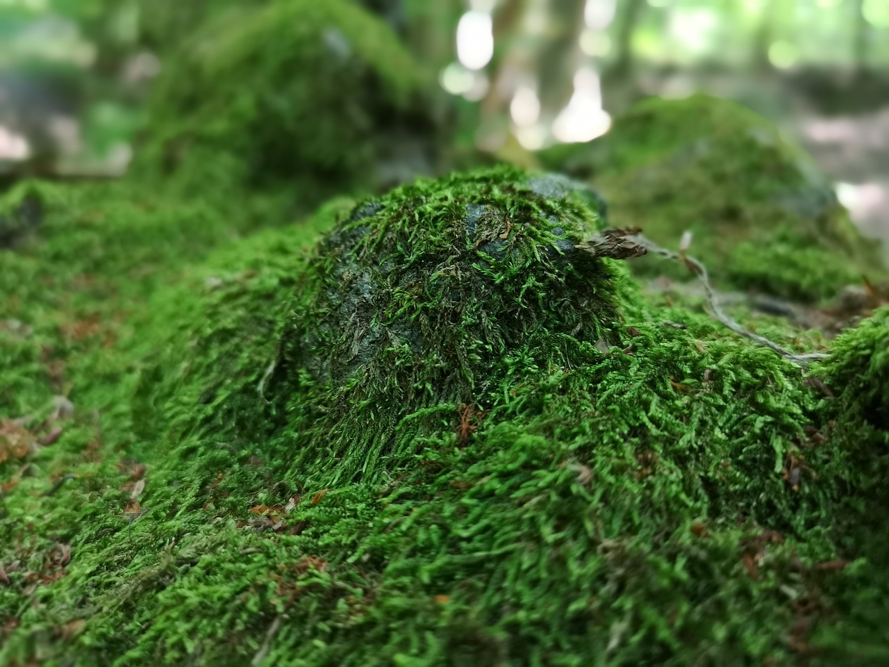 forest  soil  nature free photo