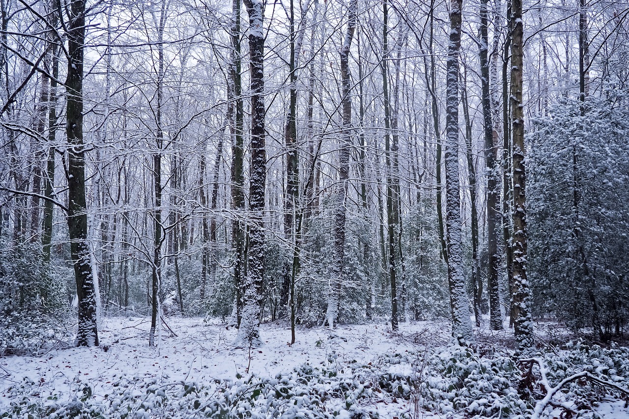 forest  trees  nature free photo