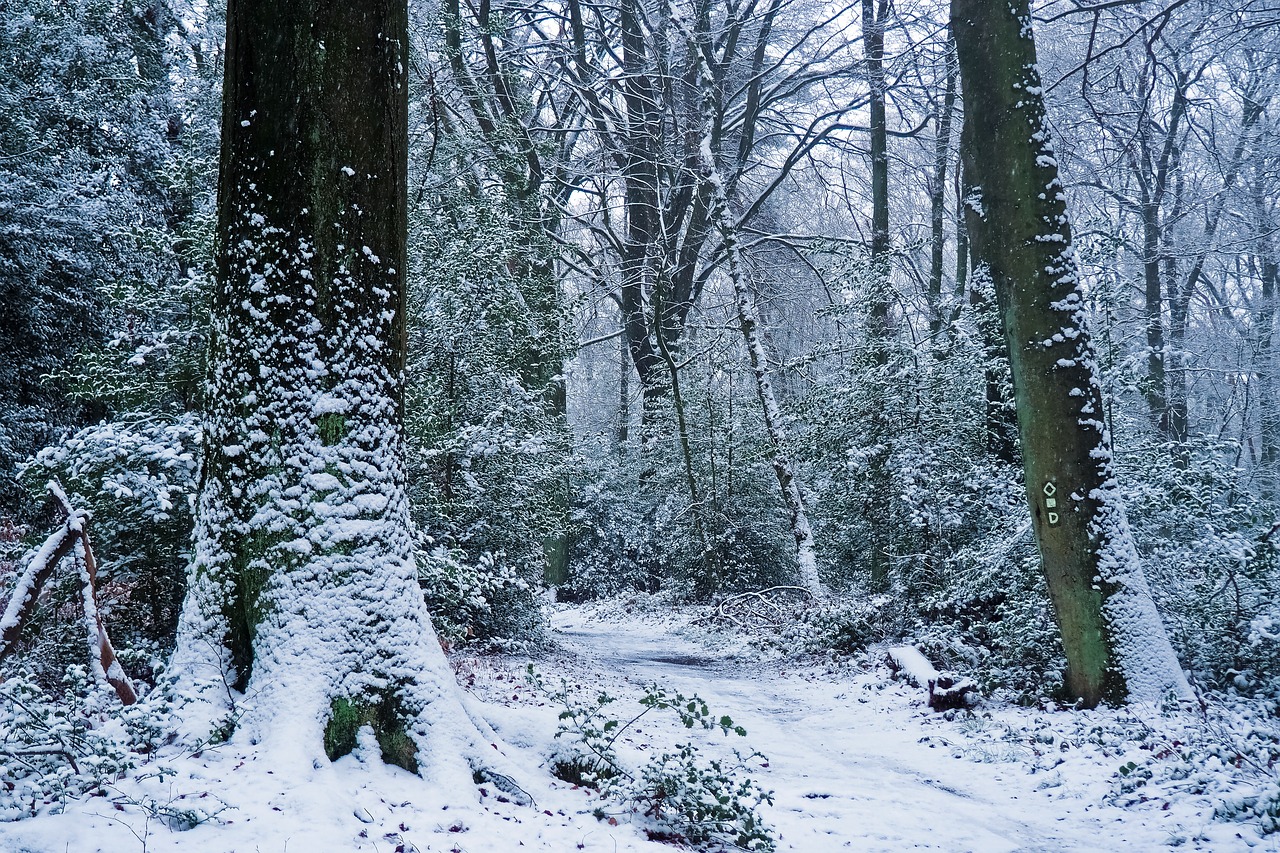 forest  winter  nature free photo