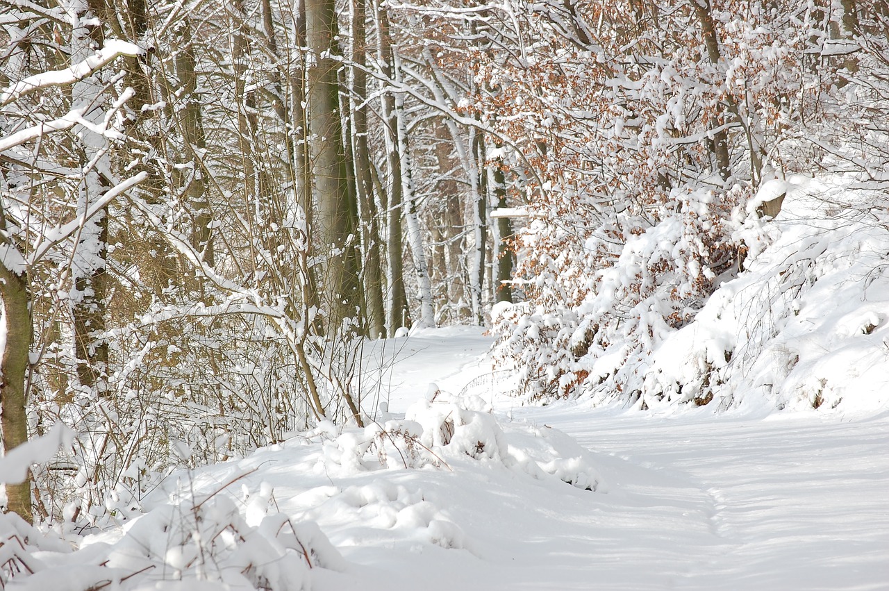 forest  forest path  snow free photo