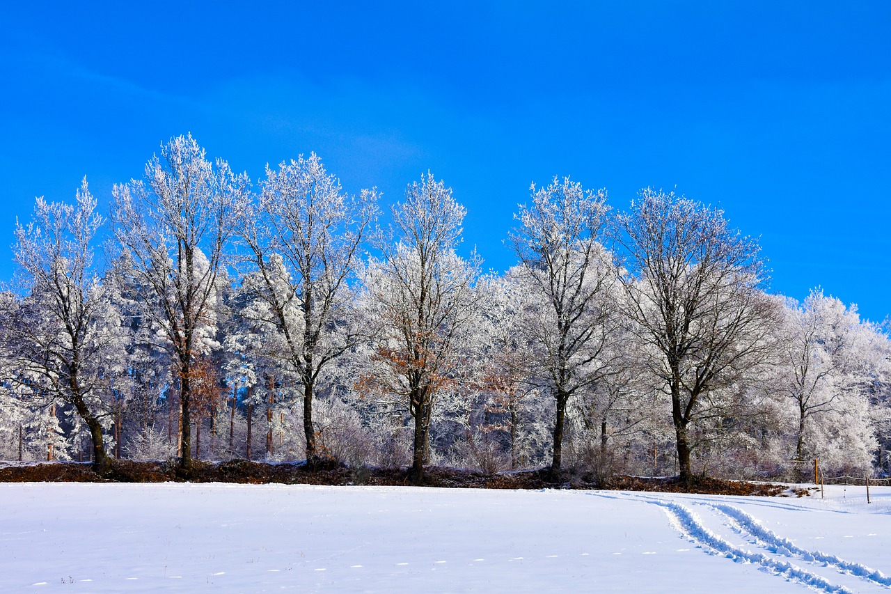 forest  bavaria  germany free photo