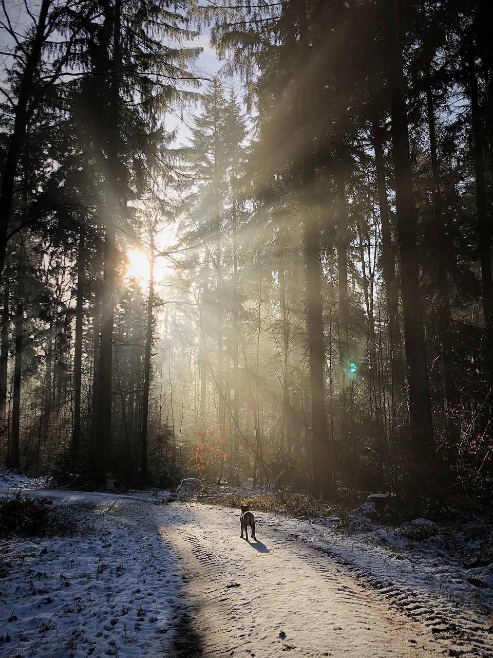 forest  backlighting  nature free photo