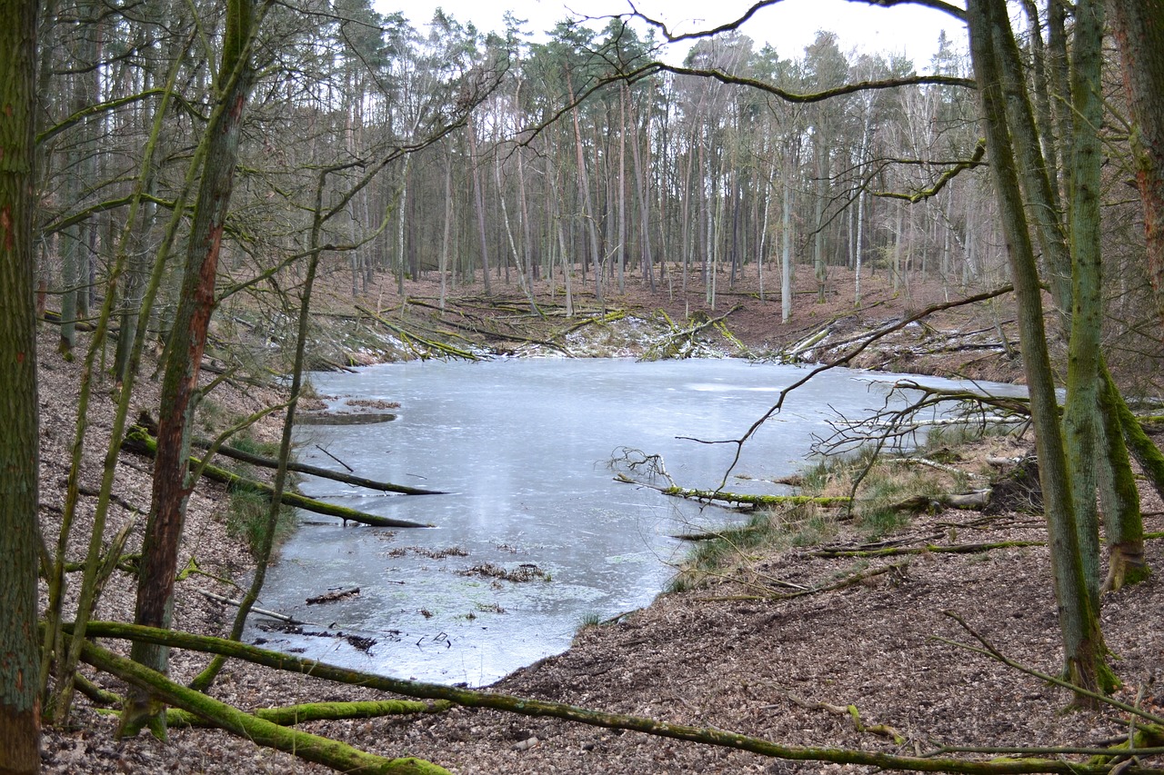 forest  water  nature free photo