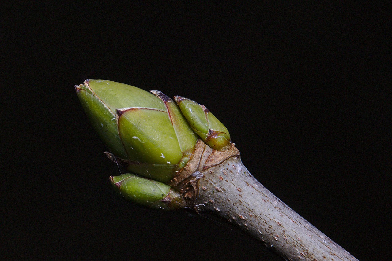 forest  winter  bud free photo