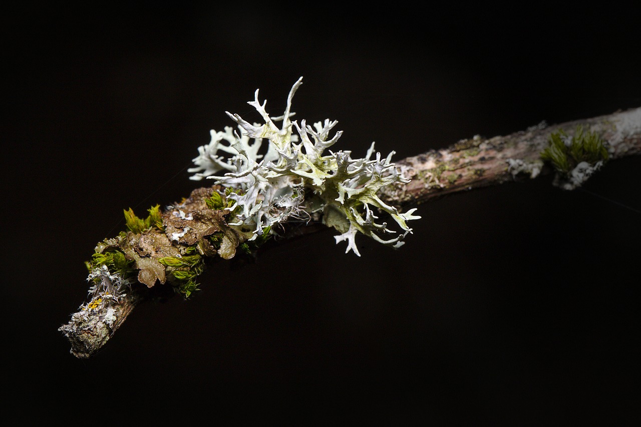 forest  winter  lichen free photo