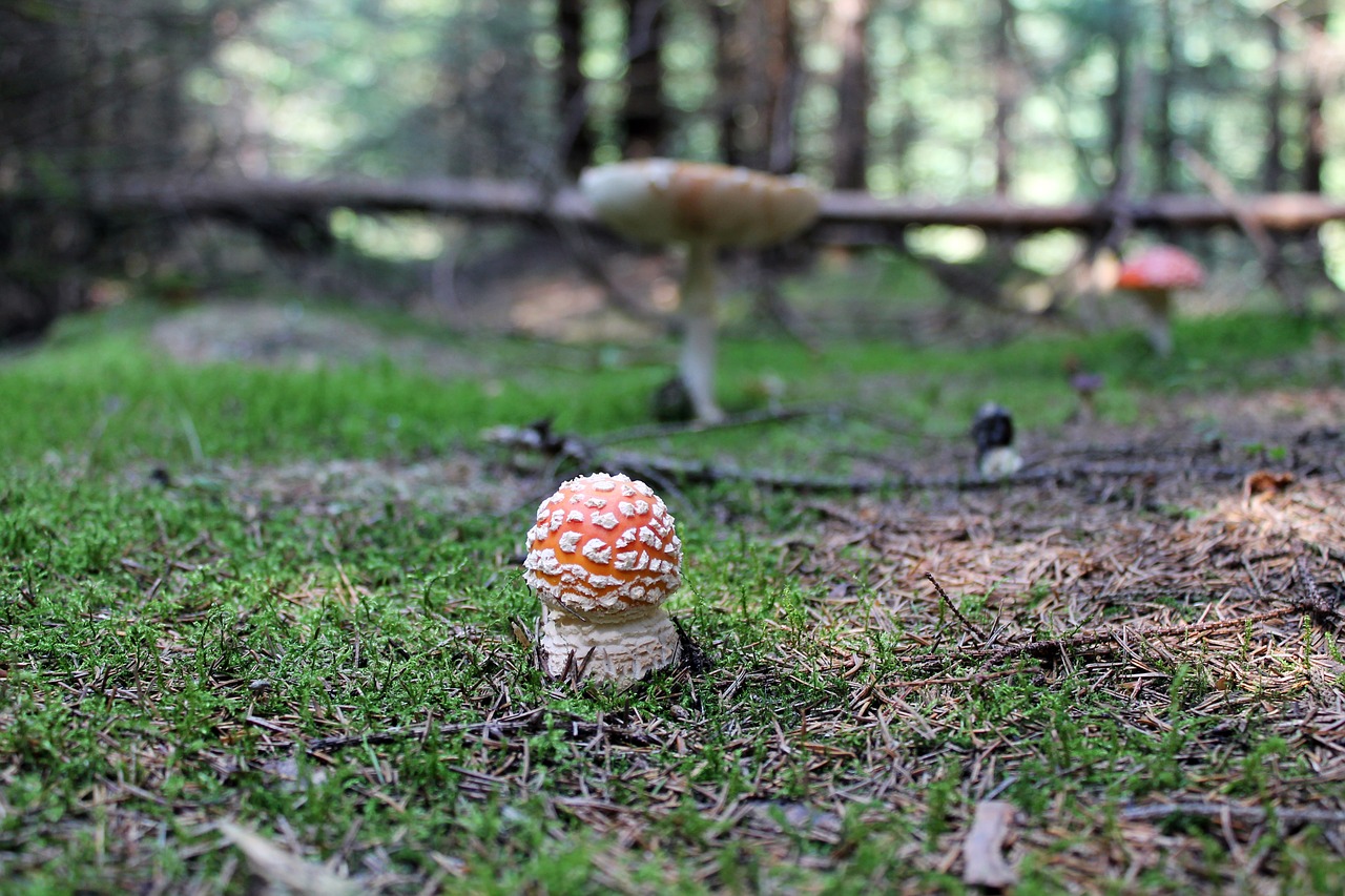 forest  mushroom  amanita free photo