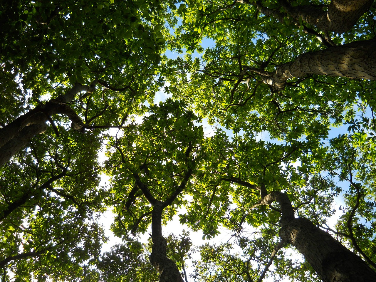 forest crown trees free photo