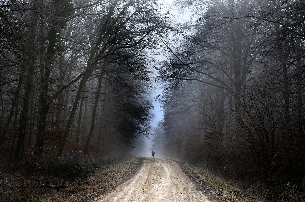 forest  jogging  nature free photo