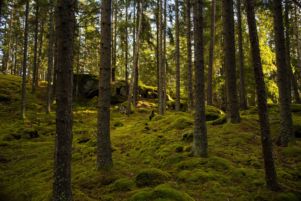 forest  pines  tree free photo