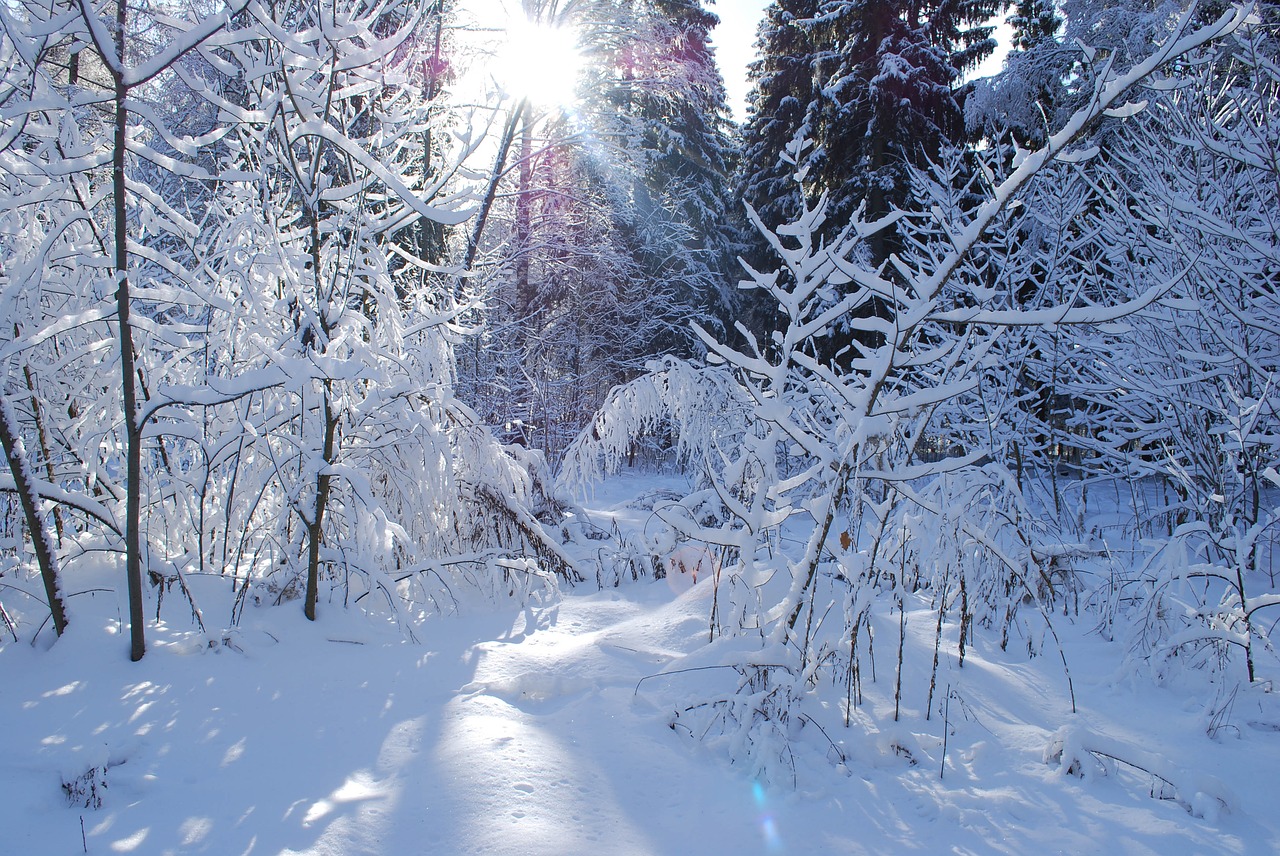 forest  winter  russia free photo