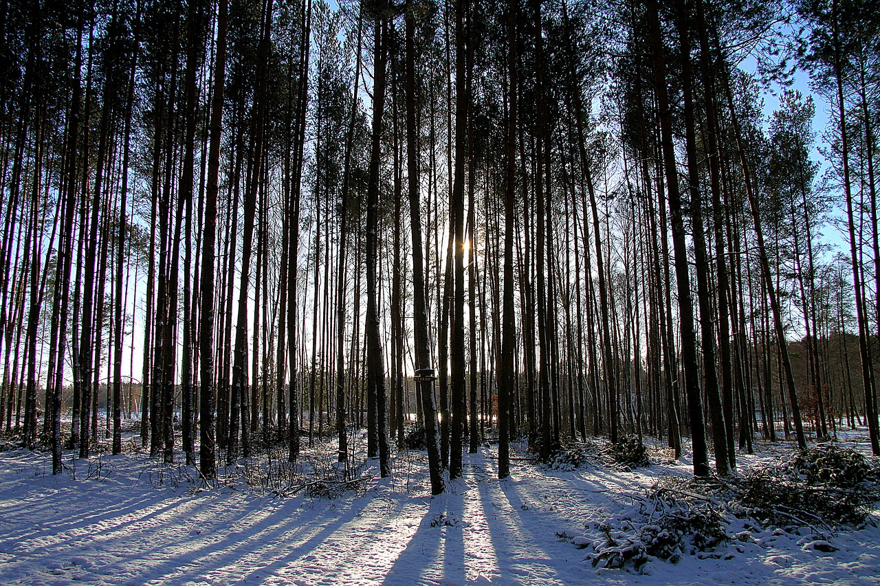 forest  winter  landscape free photo