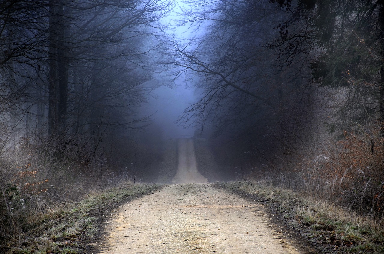 forest  winter  path free photo