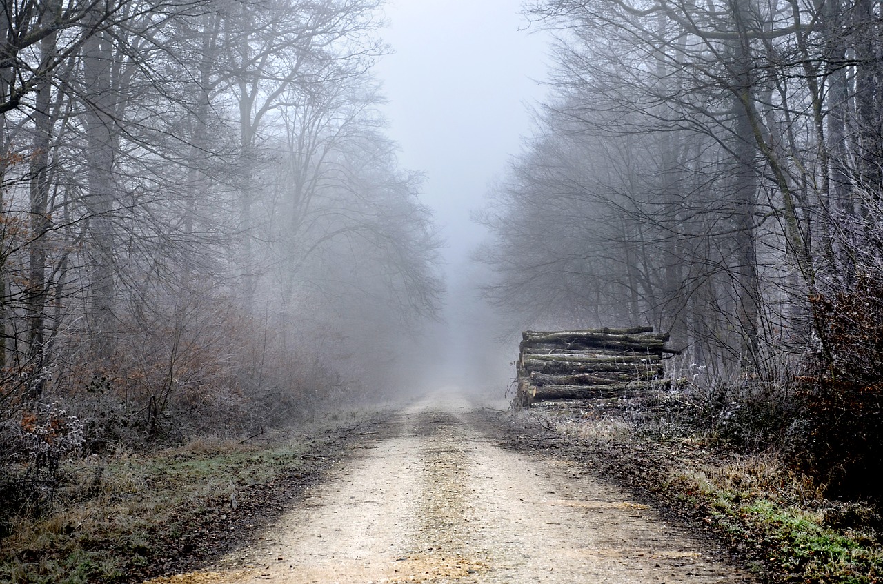 forest  winter  path free photo