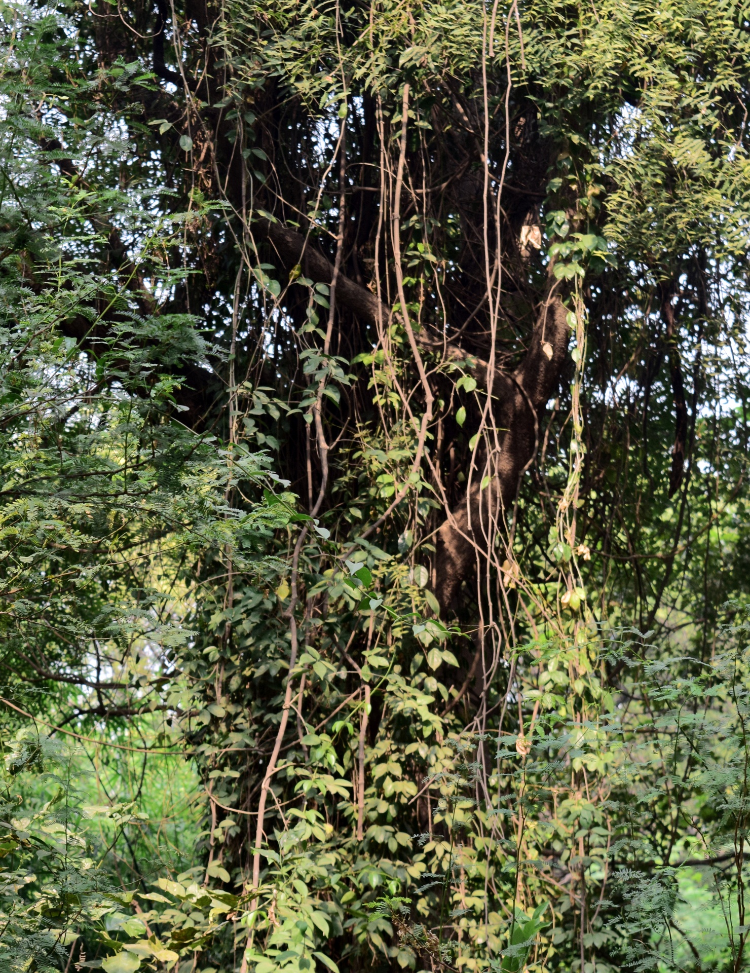 forest trees green free photo