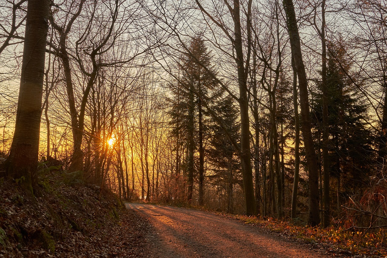 forest  evening  sun free photo