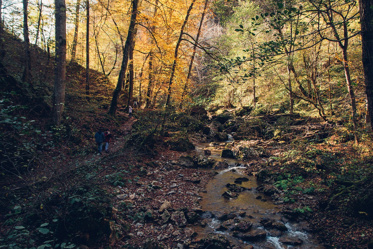 forest  autumn  creek free photo