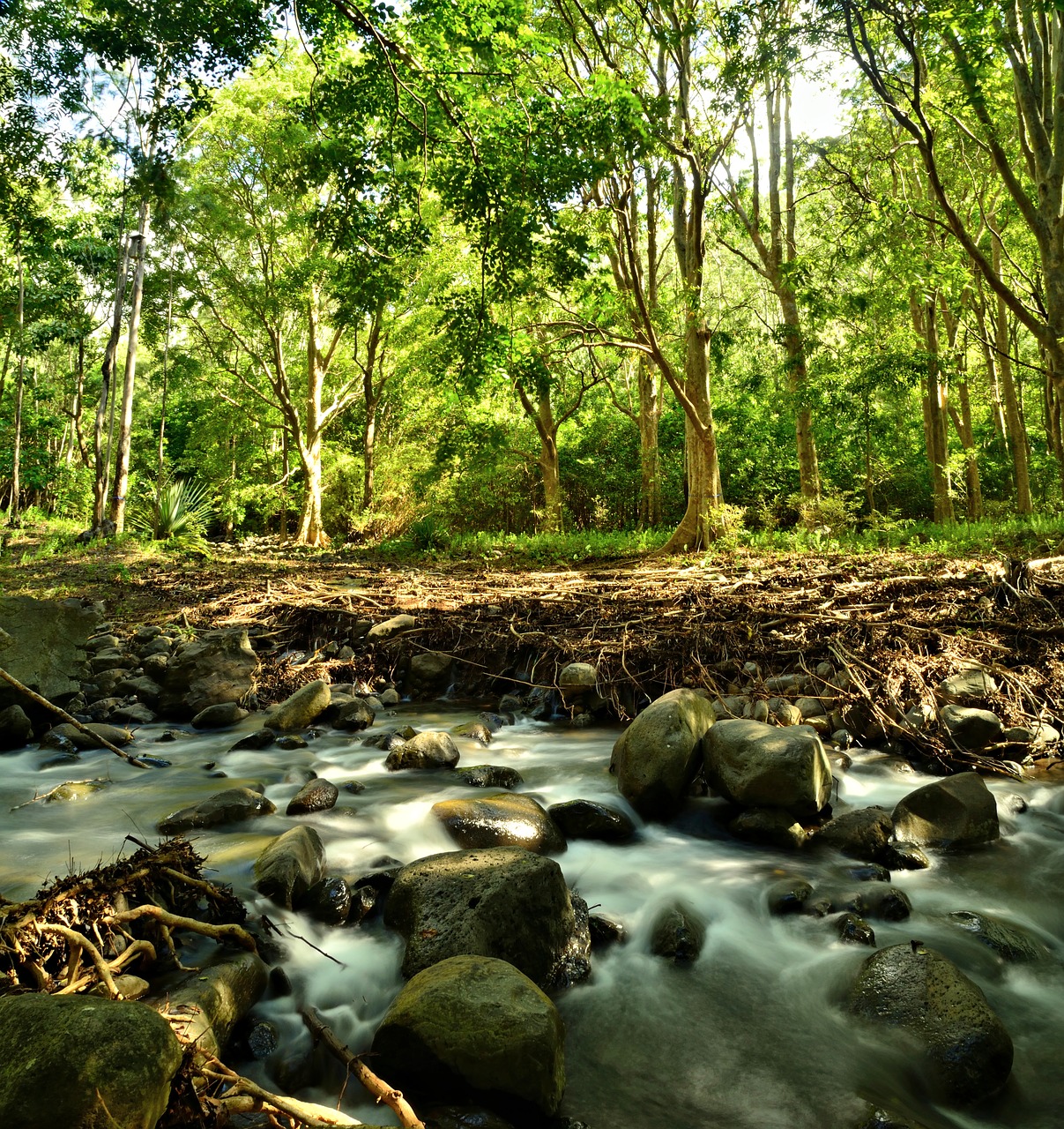 forest  river  rock free photo