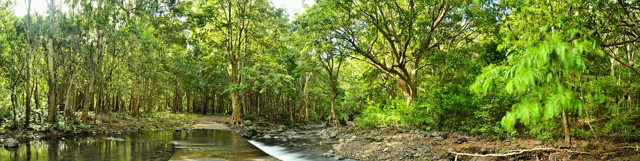 forest  river  rock free photo