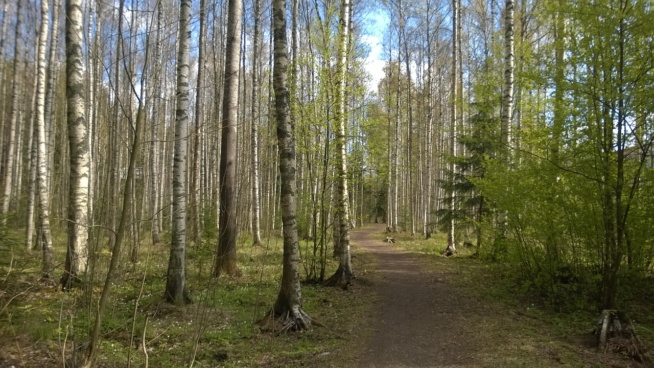 forest spring birch grove free photo