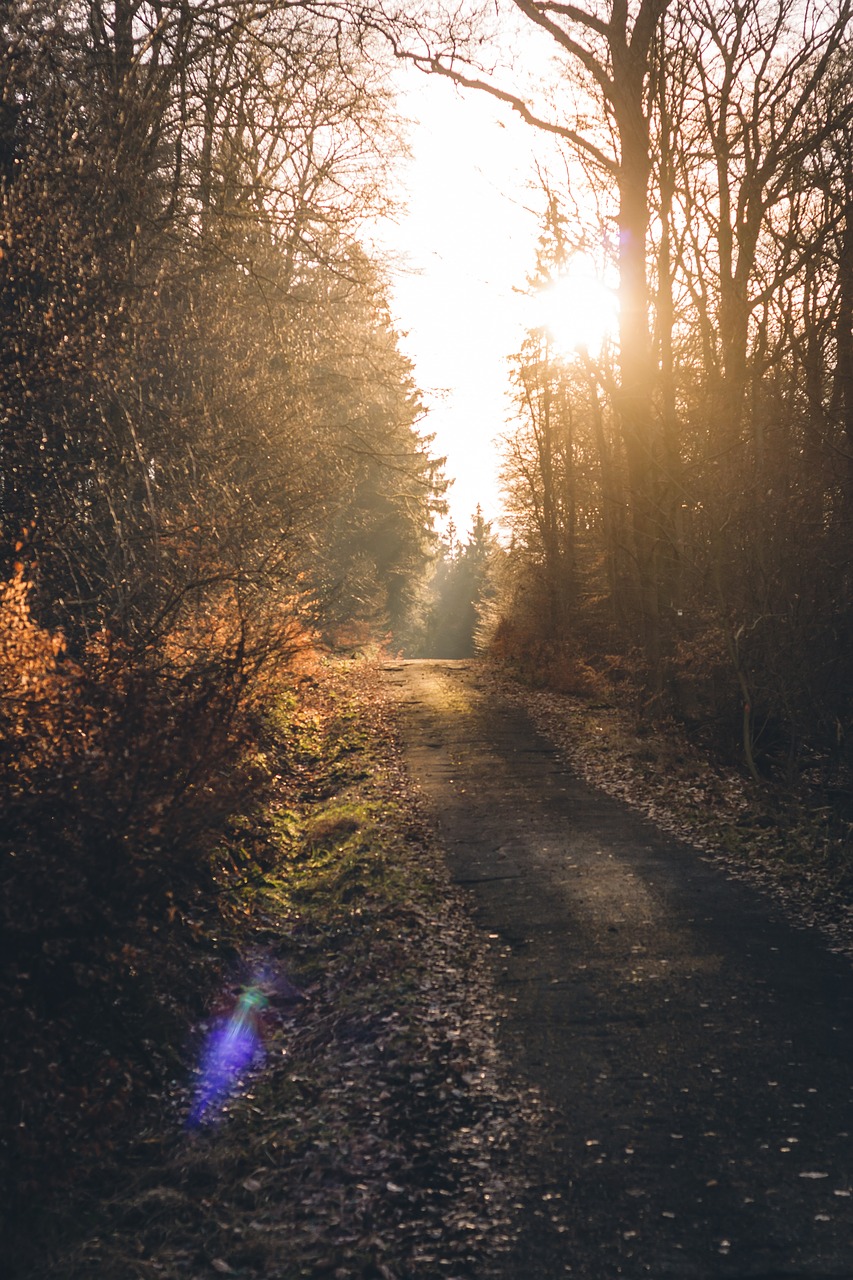 forest  forest path  sun free photo