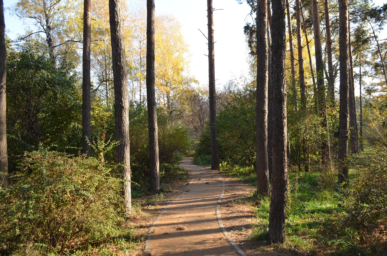 forest  trees  autumn free photo