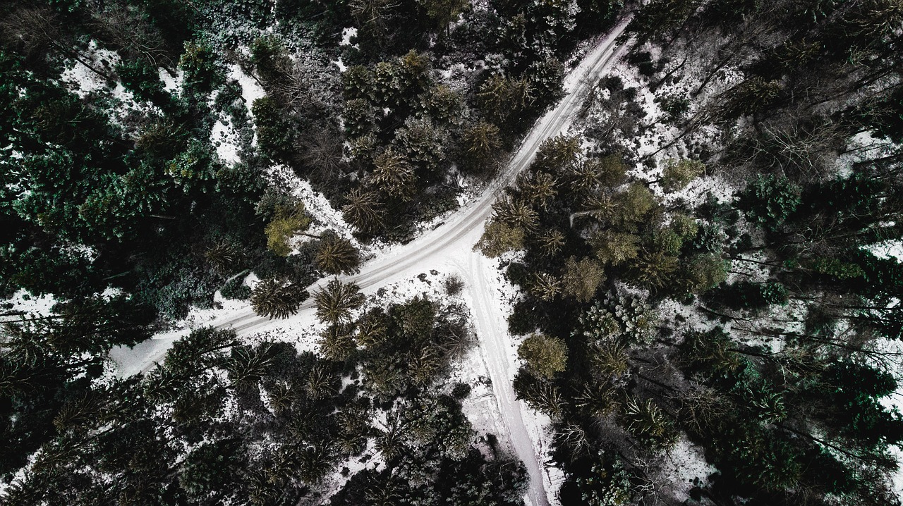 forest  drone  landscape free photo