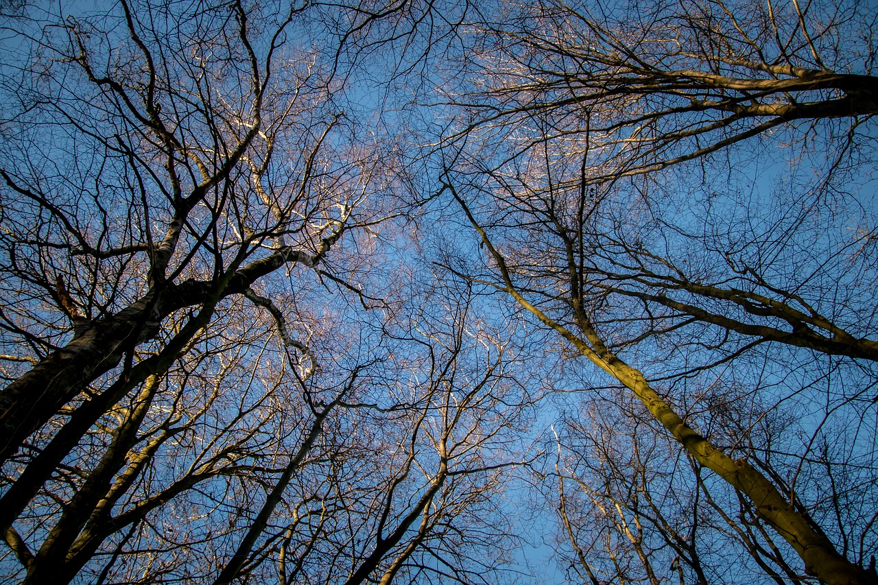 forest  sky  sun free photo