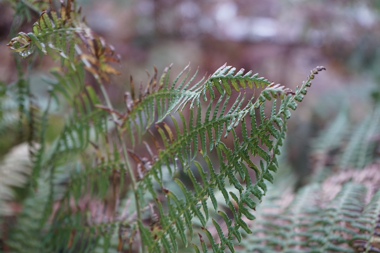 forest  rain  tree free photo