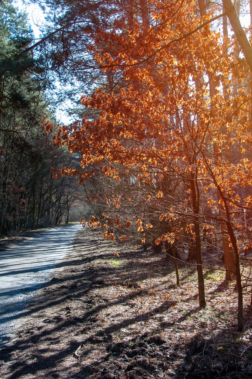 forest  tree  foliage free photo