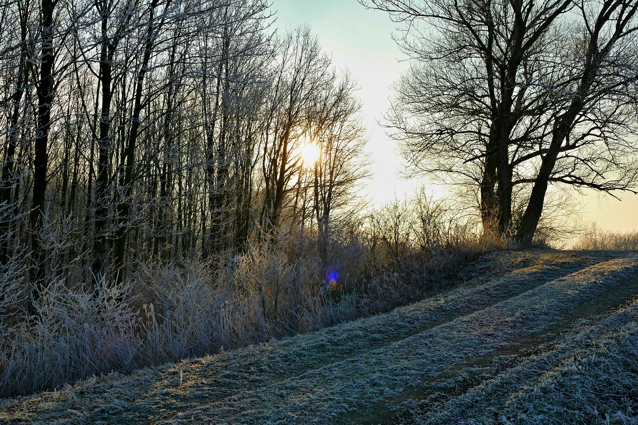 forest  path  trees free photo