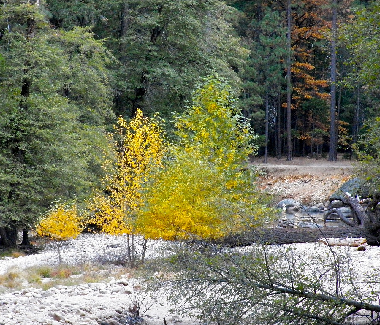 forest nature scenic free photo