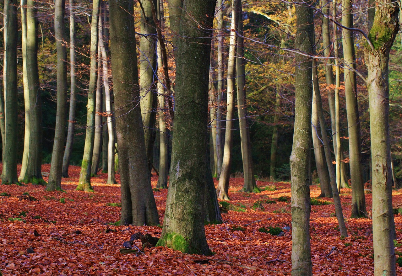 forest autumn autumn forest free photo