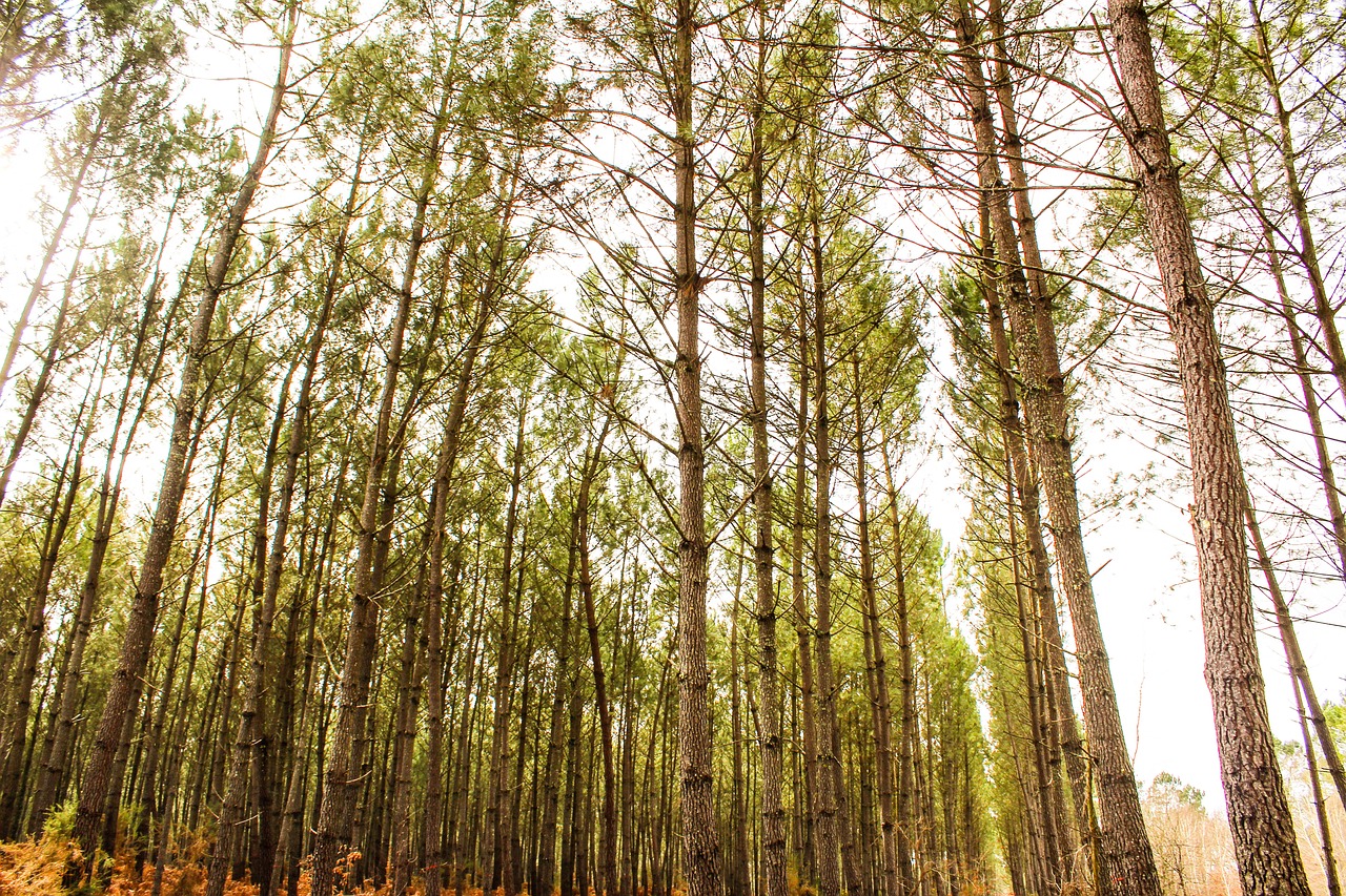 forest  tree  wood free photo