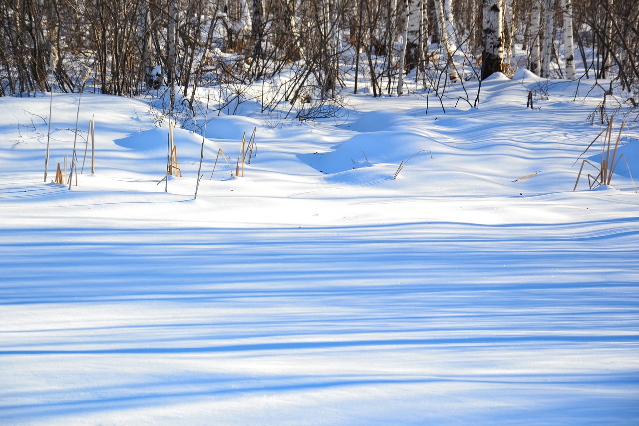 forest  winter  nature free photo