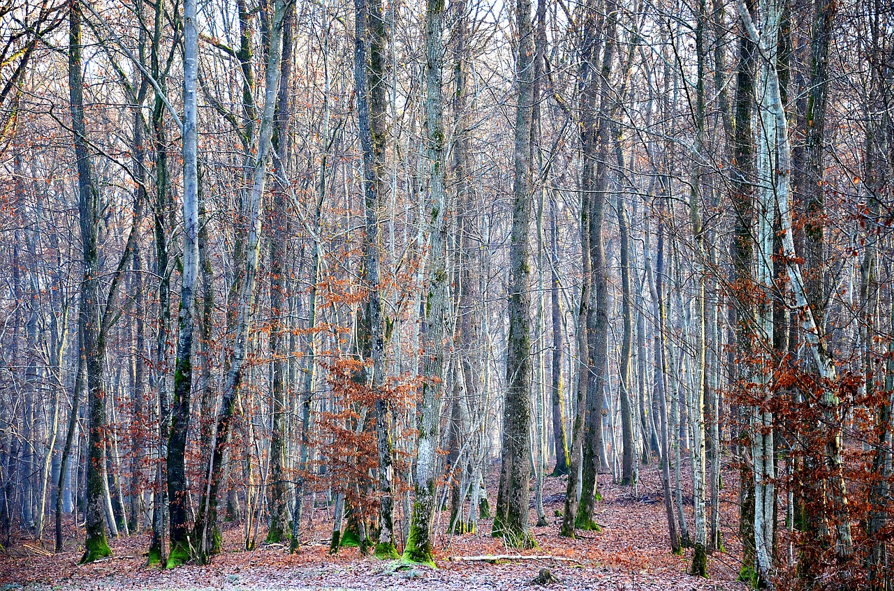 forest  winter  nature free photo