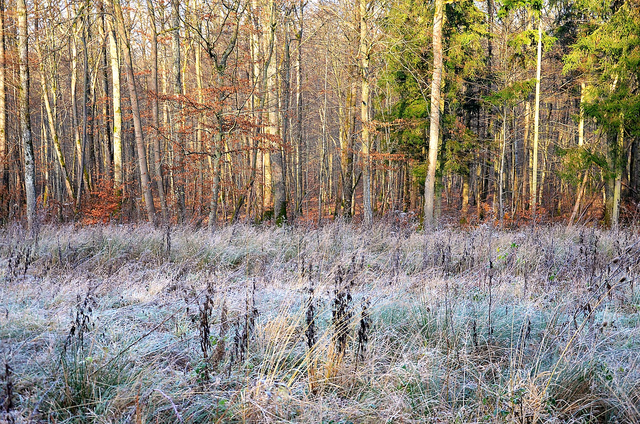 forest  winter  nature free photo