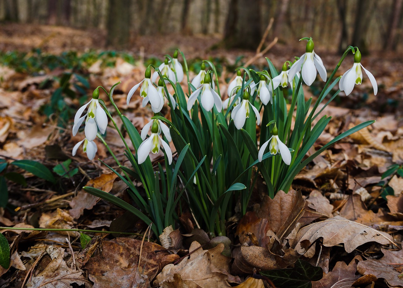 forest  snowdrop  walk in the forest free photo