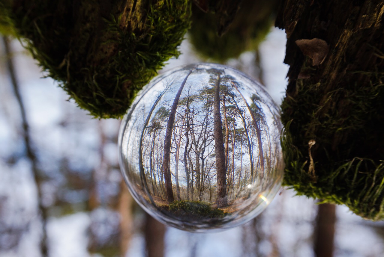 forest  ball  spherical photography free photo