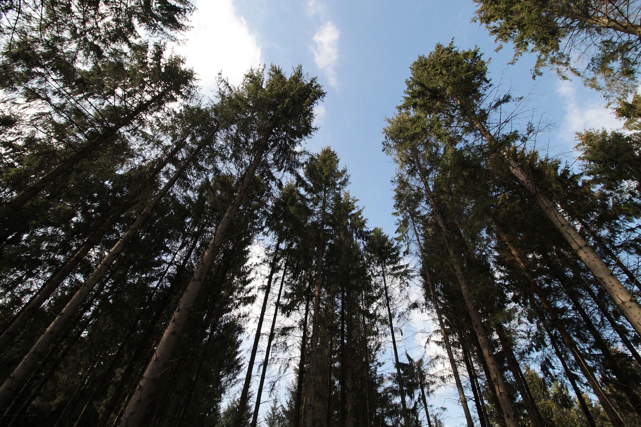 forest  nature  treetops free photo