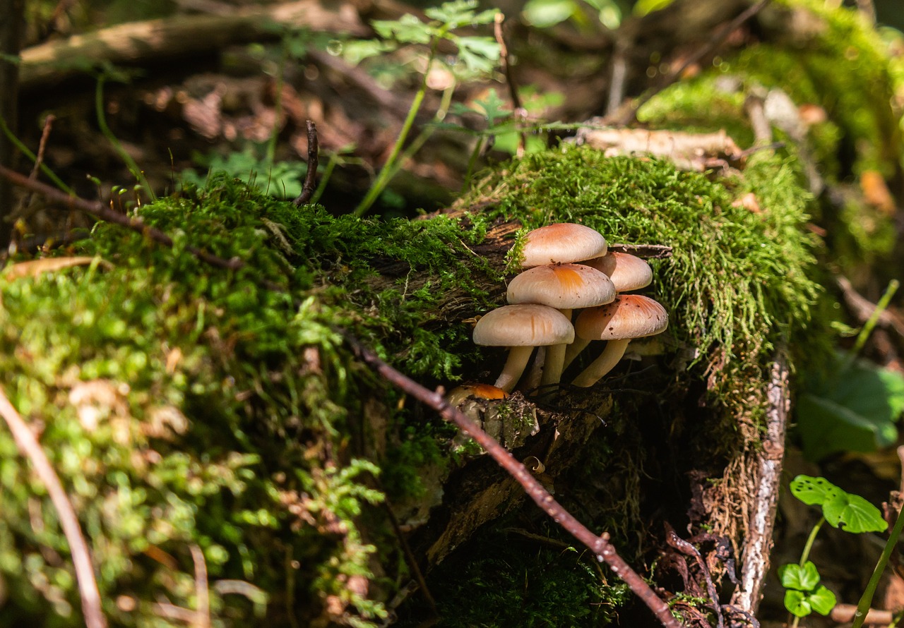 forest  mushrooms  nature free photo