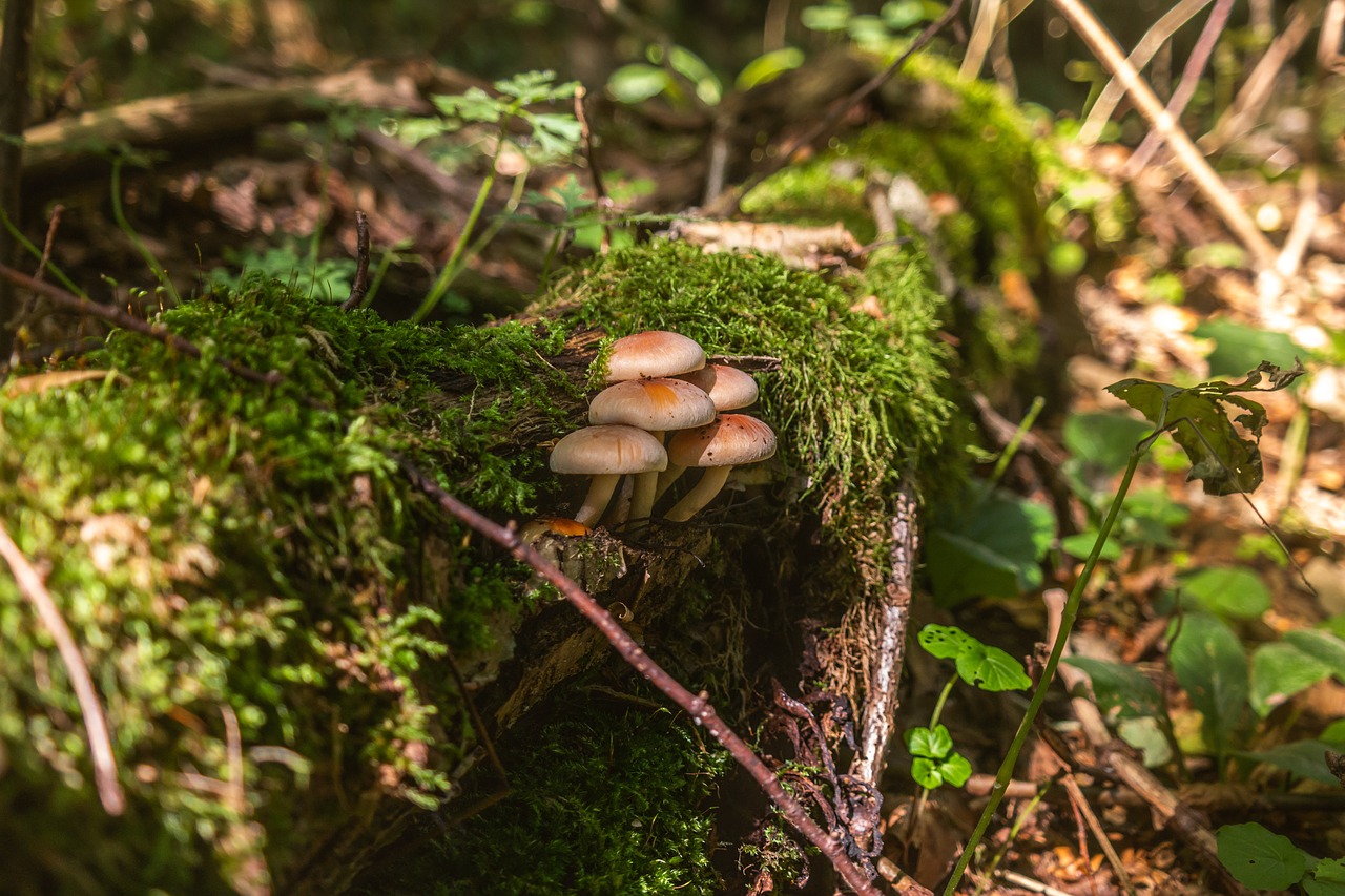 forest  mushrooms  nature free photo