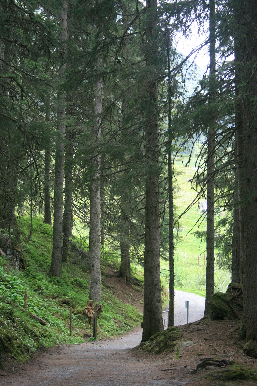 forest path green free photo