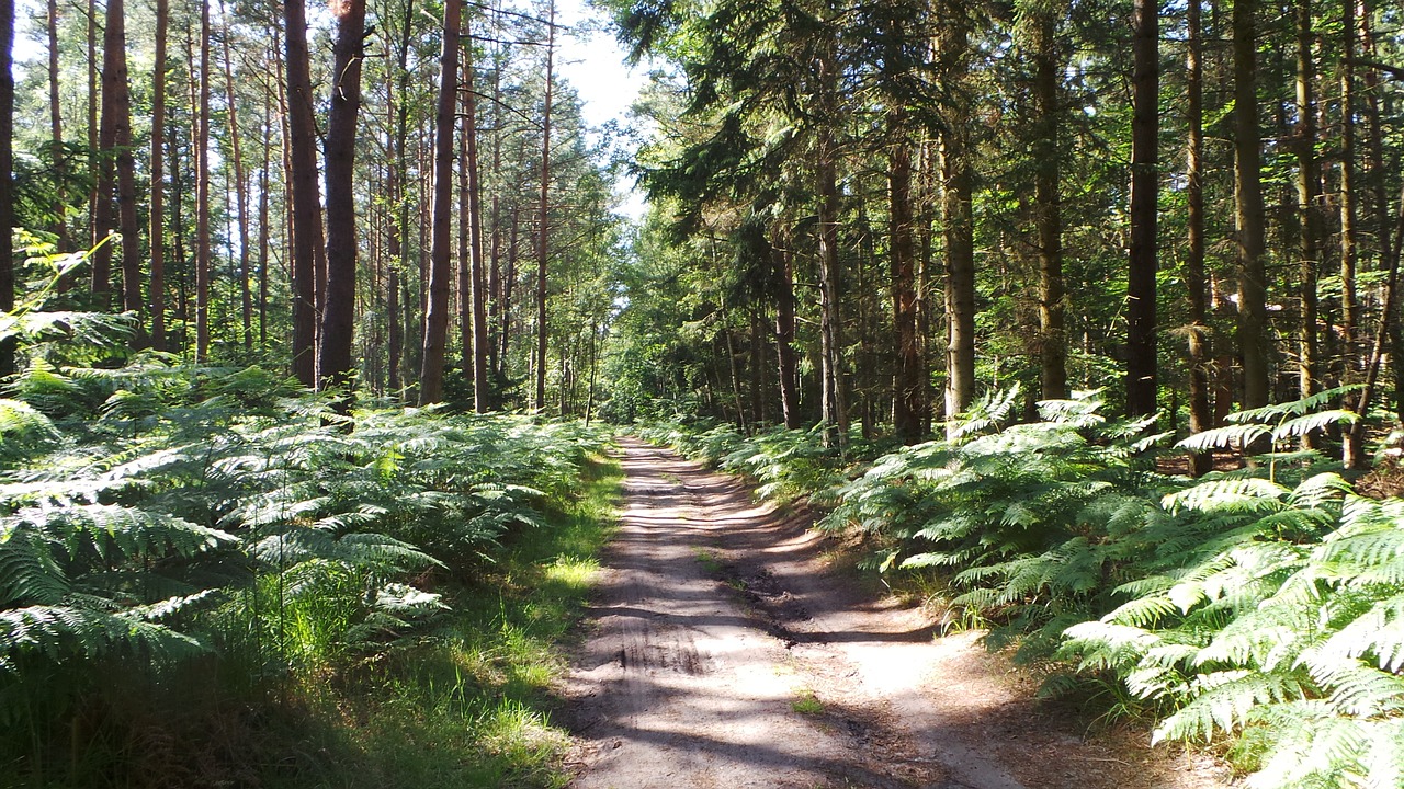 forest forest path darß free photo