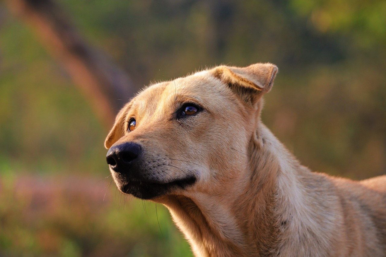 forest  lighting  dog free photo